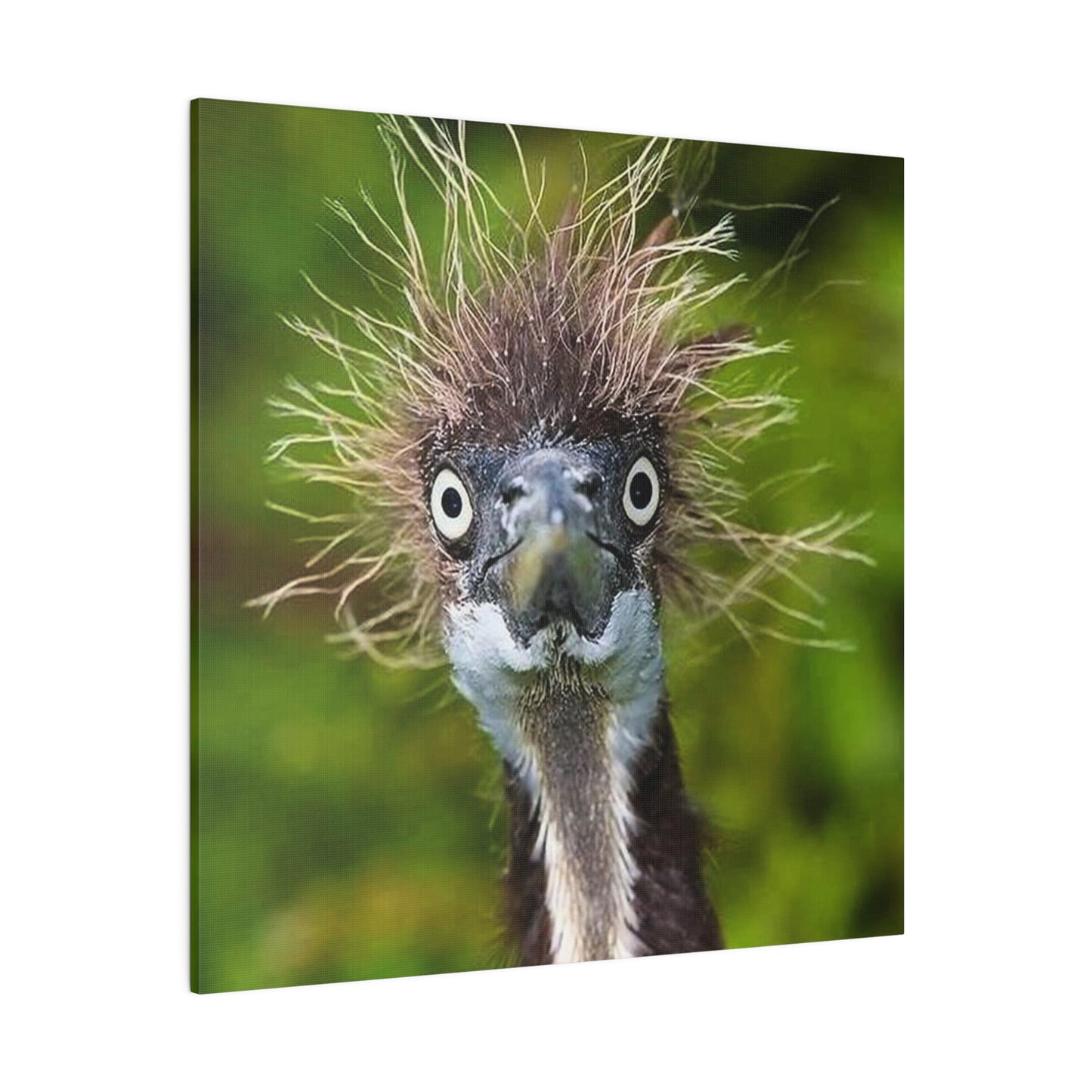 Ostrich Matte Canvas