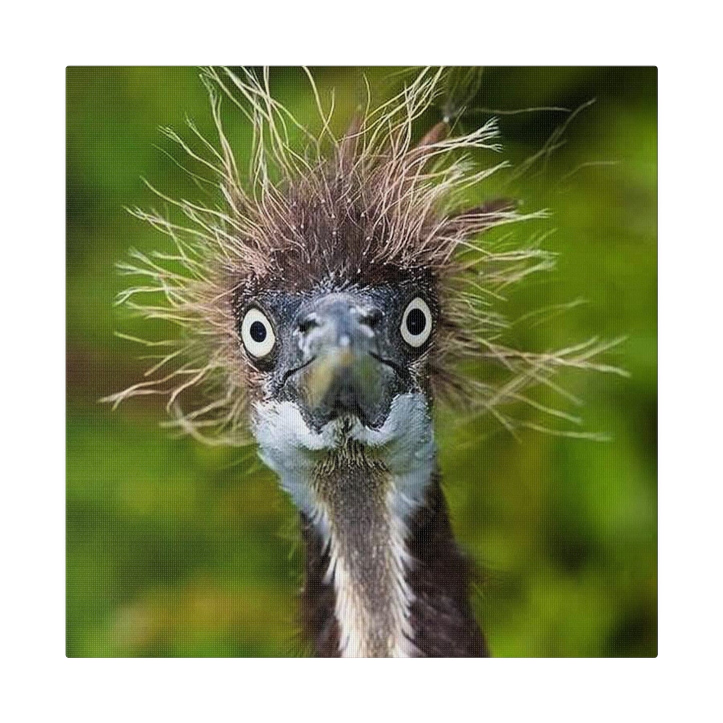 Ostrich Matte Canvas