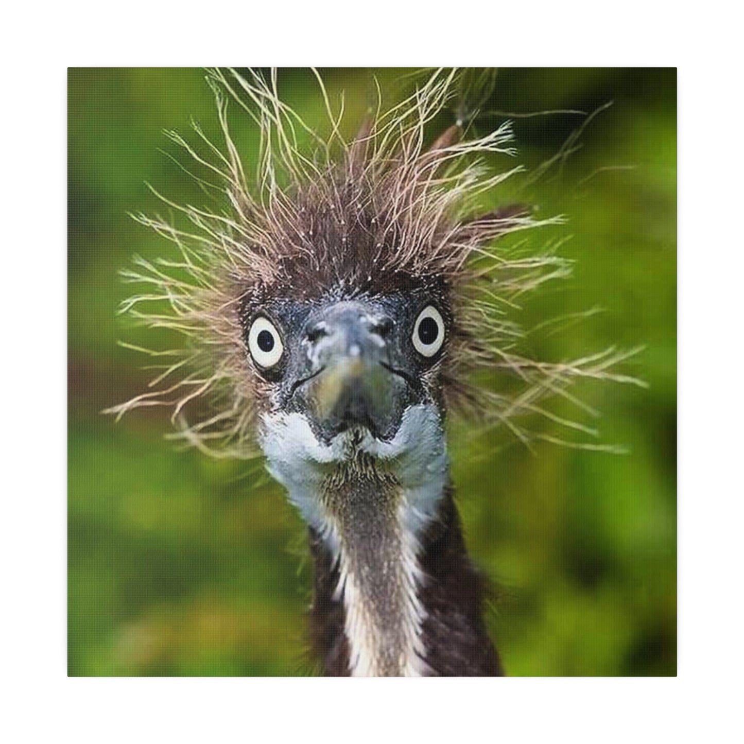 Ostrich Matte Canvas