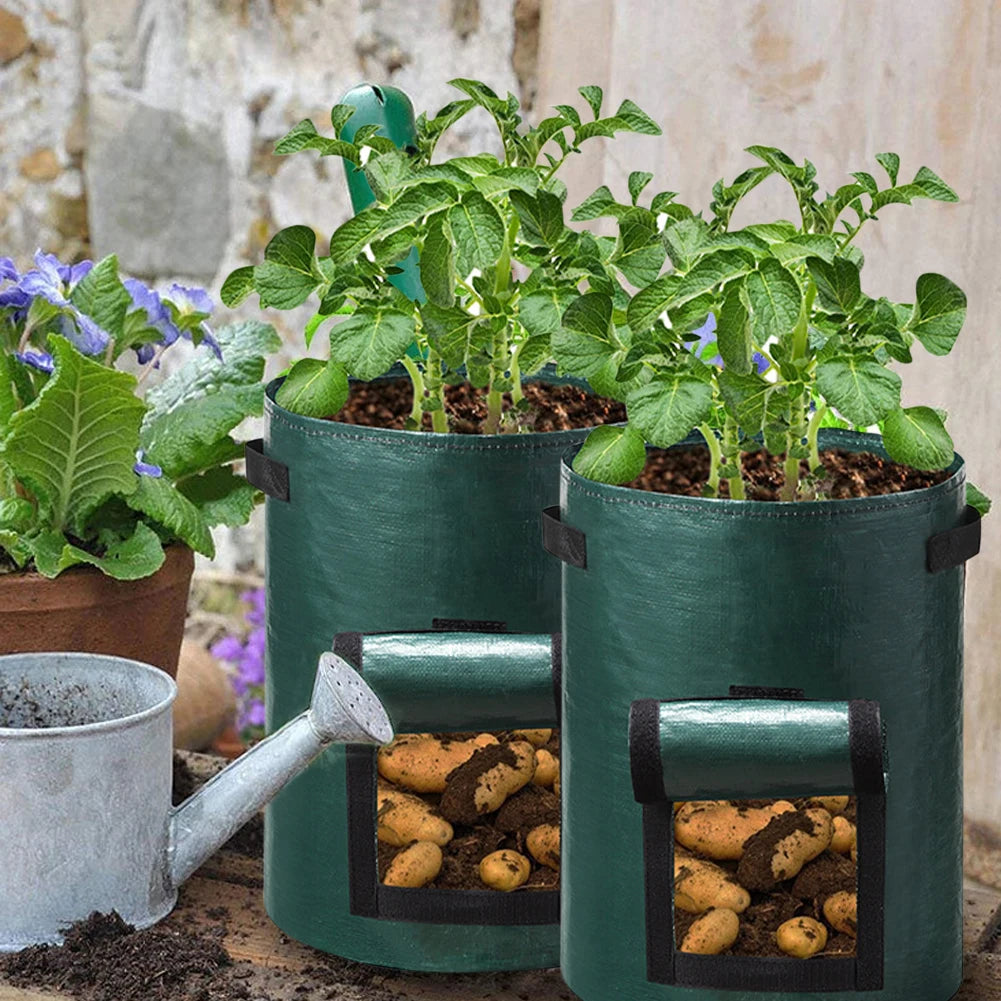 A durable, non-woven fabric potato grow bag with reinforced handles and a flap window, designed for cultivating potatoes in confined spaces. The breathable material ensures proper drainage and aeration, promoting healthy root development, while the access flap allows for easy harvesting without disturbing the plant