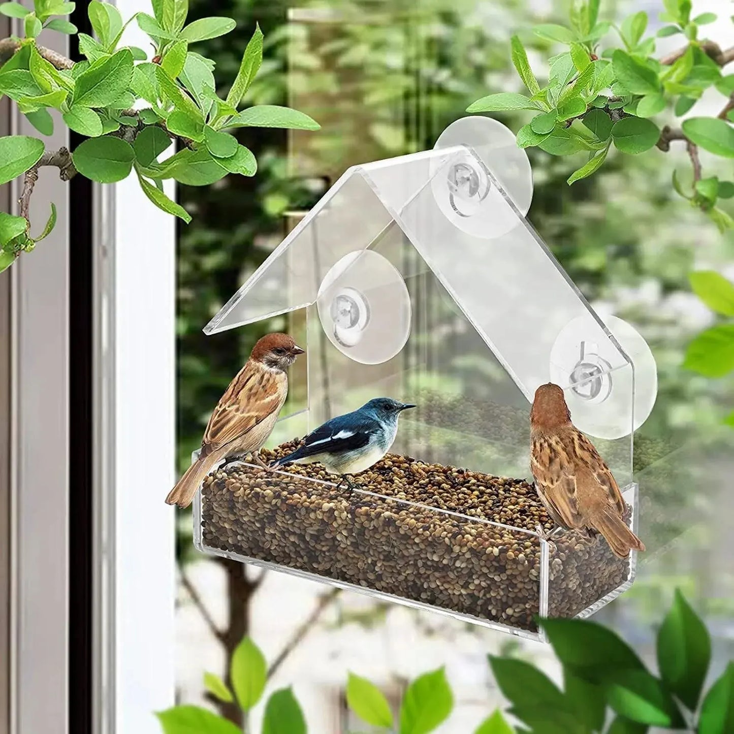Acrylic Bird Feeder Clear Window