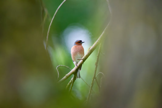 Tropical Birds