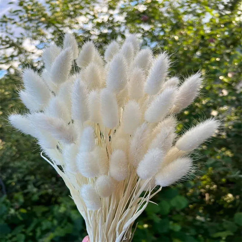 Dried Pampa Natural Decoratios