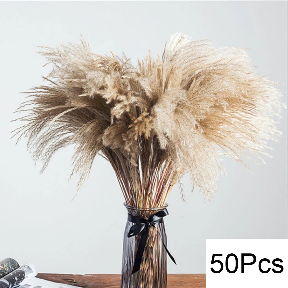 Dried Pampa Natural Decoratios